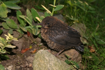 Ein junge Amsel