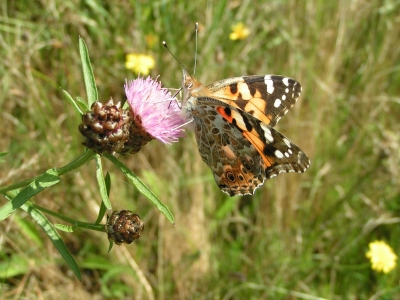 Schmetterling