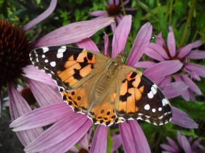 Distelfalter auf Echinacea #1