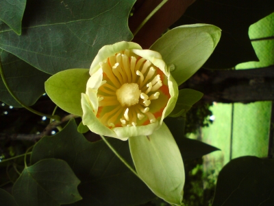 Blüte - Amerikanischer Tulpenbaum