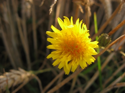 Feldblume