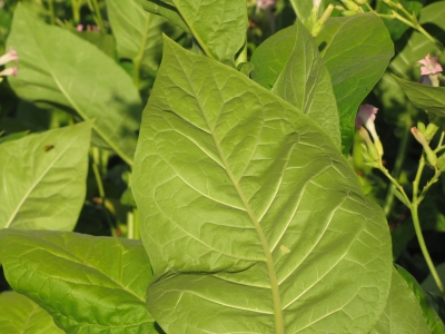 Tabakblätter, reif zur Ernte