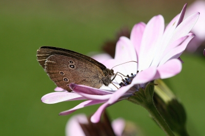 Schmetterling 10