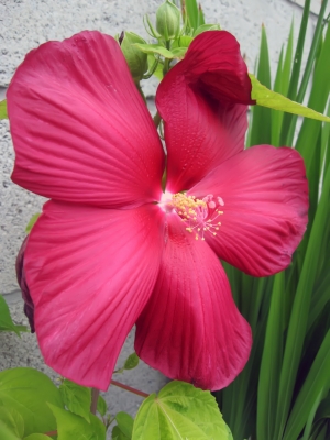 Roter Riesenhibiscus