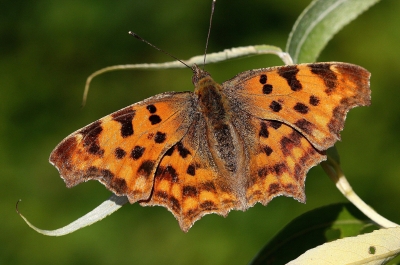 Schmetterling 17