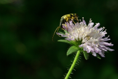 im Sonnenlicht....2