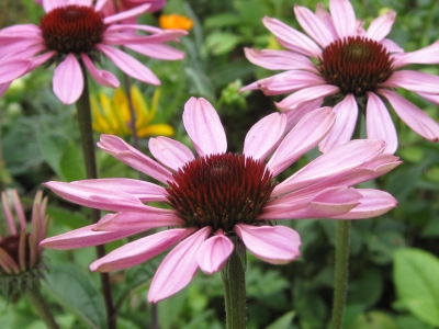 Echinacea