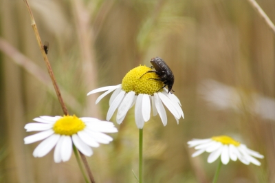 Kamillenkäfer