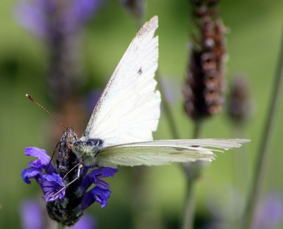 Falter im Lavendel