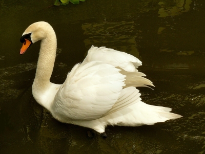 Schwan