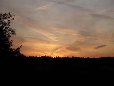 Sonnenuntergang über dem Wald