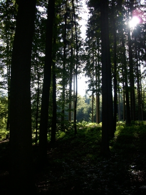 Ein Sommerabend im Wald