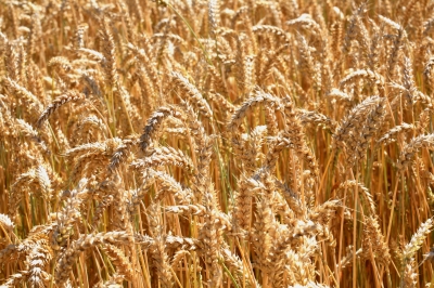 Weizenfeld vor der Ernte 3