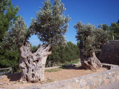 Olivenbäume 400 Jahre alt