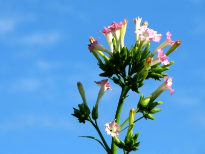 Tabakpflanzenblüte 2 (Tuniberg)