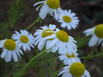 Kamillenblüte im Morgentau 2