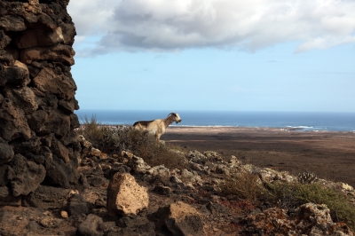 Ziege auf Fuerteventura