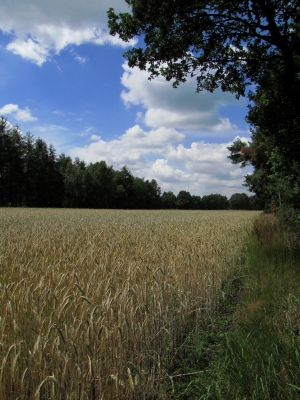 Ein schöner Sommer