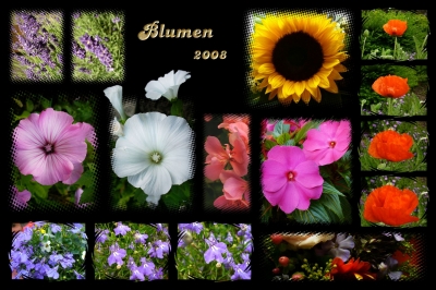 Blumen 2008
