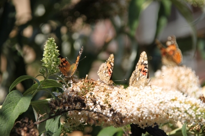 Invasion der Schmetterlinge