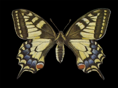 Pixelclipart Schmetterling