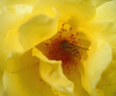 gelbe rose hat besuch