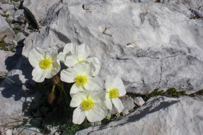 Alpen Blumen
