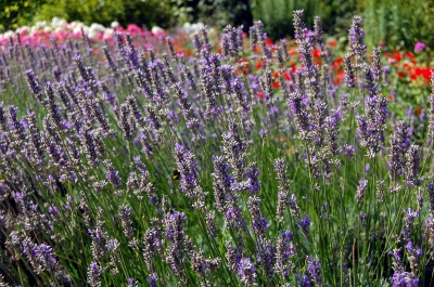 Lavendel auf der Sommerwiese