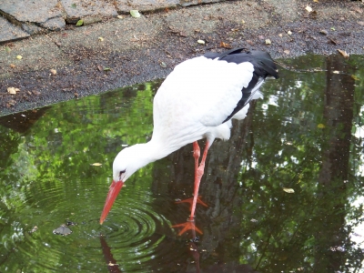 Storch