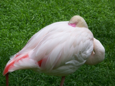 Flamingo Chillout