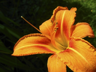 Orange Lilie