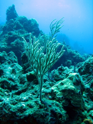 Unterwasser in Mexiko