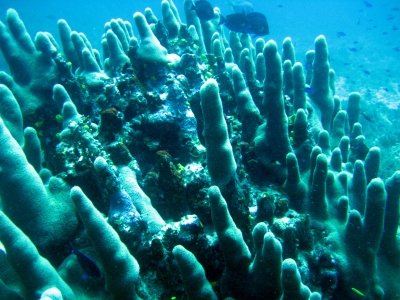 Unterwasser in Mexiko