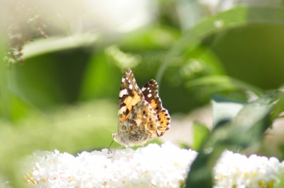 Von der Raupe zum Schmetterling