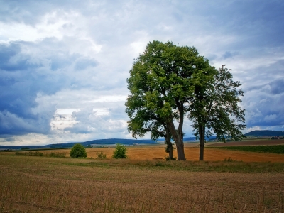 Baum auf Wiese