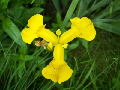Schwertlilie - Iris
