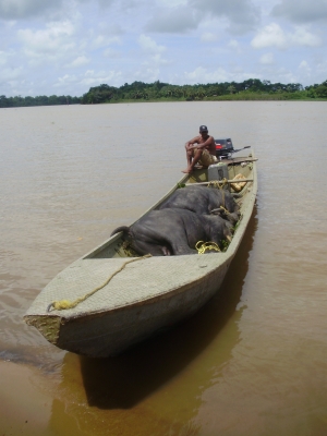 Büffel-Transport auf dem Orinoco