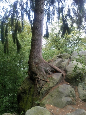 Baum im Stein