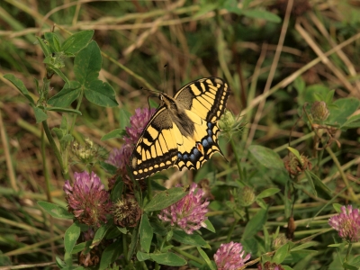 Schmetterling