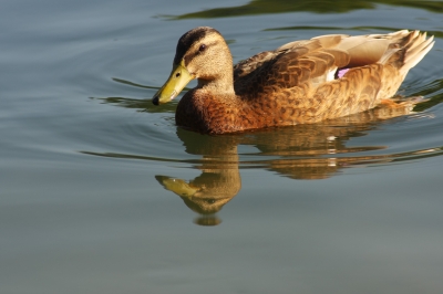 Entchen auf dem See