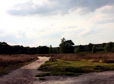 Abend auf der Westruper Heide