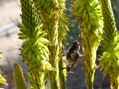 Kolibri (Namibia)