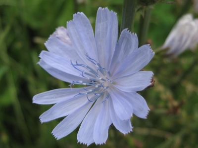 blaue Blüte der Wegwarte