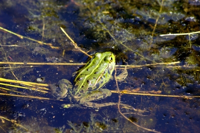 Hochmoor Lindenberg  6 - Allgäu