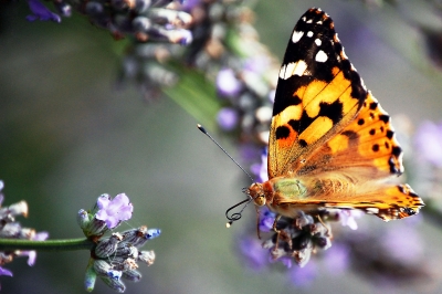 Schmetterling in ganz Nah