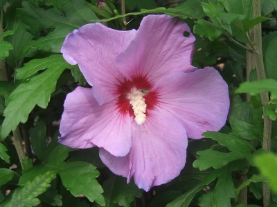 Rosa Hibiskusblüte