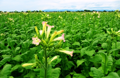 Tabakpflanzenfeld im Rheintal bei Tuniberg