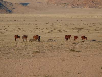 Wilde Pferde der Namibia-Wüste 2