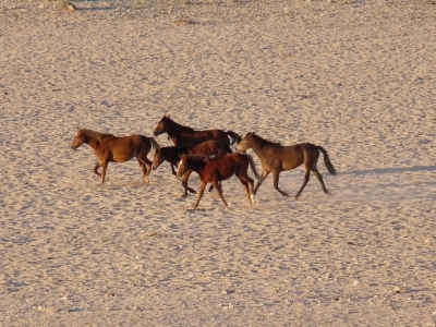 Wilde Pferde der Namibia-Wüste 3