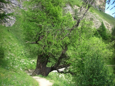 Bäume im Alpenraum / 1